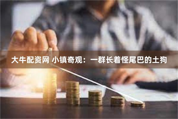 大牛配资网 小镇奇观：一群长着怪尾巴的土狗